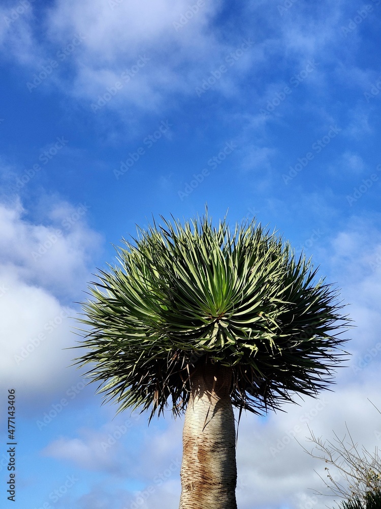 Árbol típico de las Islas Canarias Stock Photo | Adobe Stock