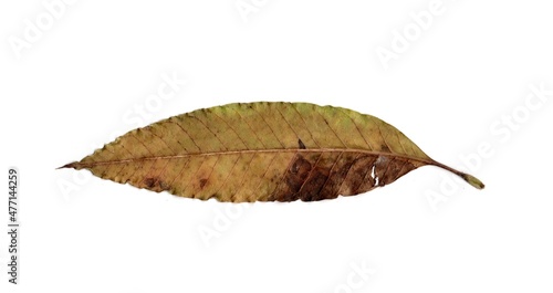 dry leaf isolated on white background 