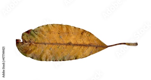 dry leaf isolated on white background	
