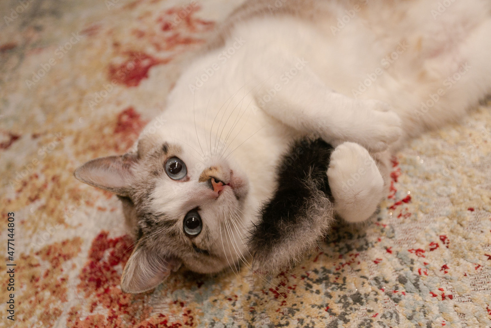 a big beautiful cat lies on a silk carpet and hugs a mouse a big beautiful cat lies on a silk carpet and hugs a mouse