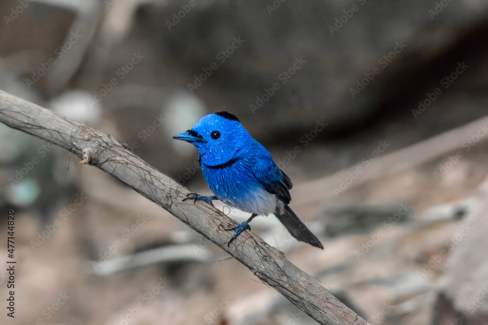 beautiful bird in Thailand, Black-naped Monarch