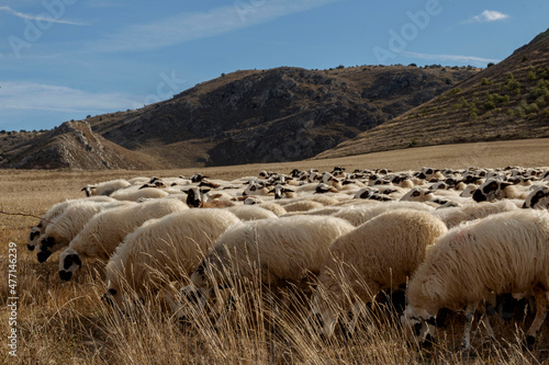 flock of churra sheep in segovia spain