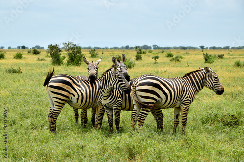 zebras in the Serengeti gazing
