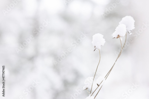 Dry grass with snow in winter. Natural white background. Dry white snowy reed. Pastel neutral colors. Copy space © Lyubov