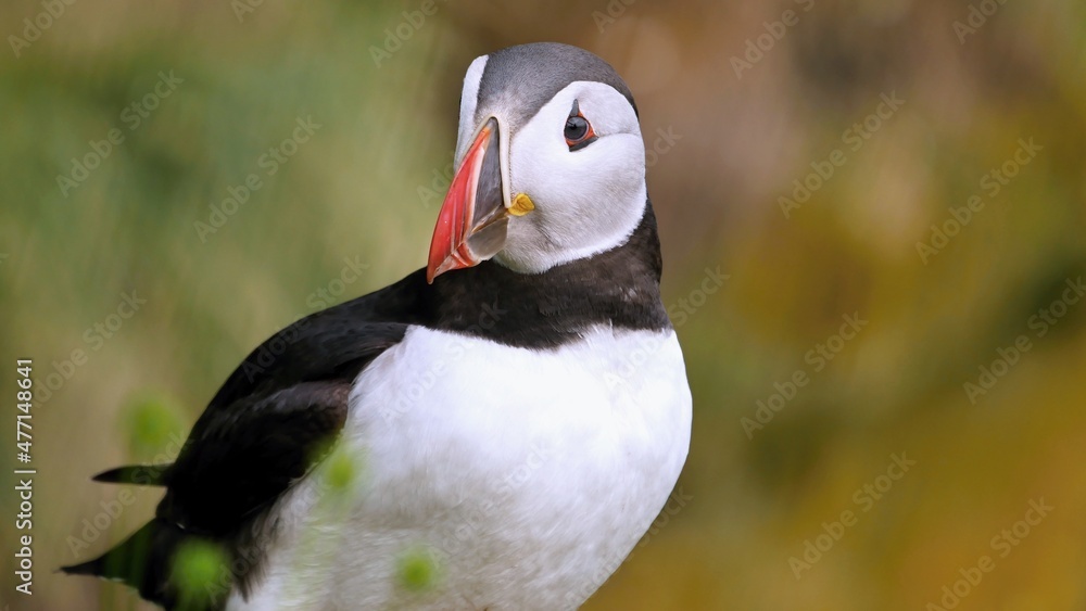 Puffins are waterfowl of the alcove family. Sea parrot. Puffins are waterfowl of the alcove family. Sea parrot.