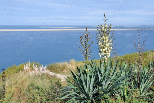 Yucca gloriosa plant in Gironde-France photo