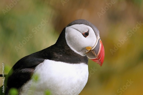 Puffins are waterfowl of the alcove family. Sea parrot. © pettys