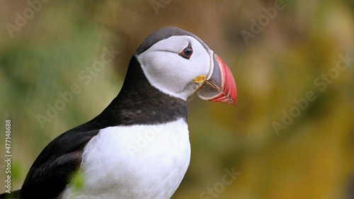 Puffins are waterfowl of the alcove family. Sea parrot. © pettys