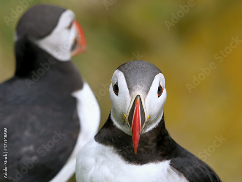 Puffins are waterfowl of the alcove family. Sea parrot.