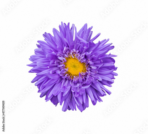Aster flower isolated on white