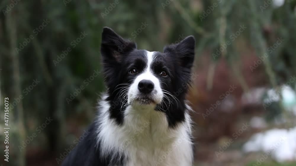 Slow Motion of Border Collie with Tongue Out. Head of Black and White Dog during Winter. Slow Motion of Border Collie with Tongue Out. Head of Black and White Dog during Winter.