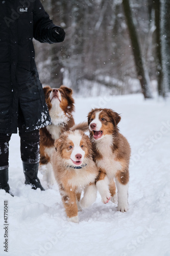 Aussie puppies run through snow with their brown dog mom and human owner. Shepherd kennel on walk. Two brothers of Australian Shepherd puppy red Merle and tricolor are having fun in winter park. © Ekaterina