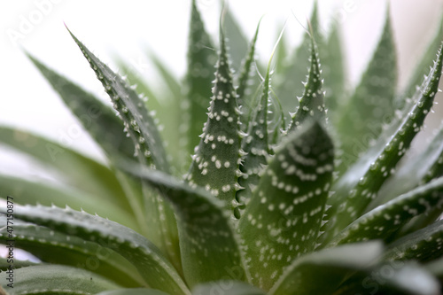 aloe vera plant