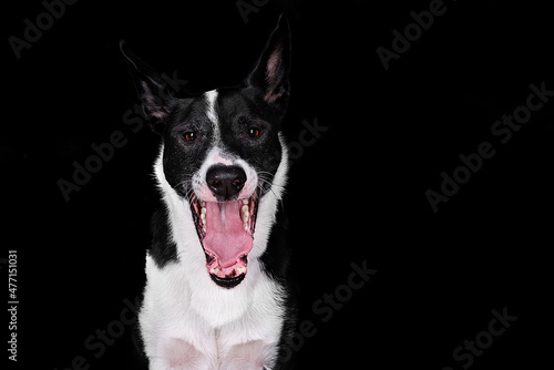 portrait of a  yawns dog © Anastasia