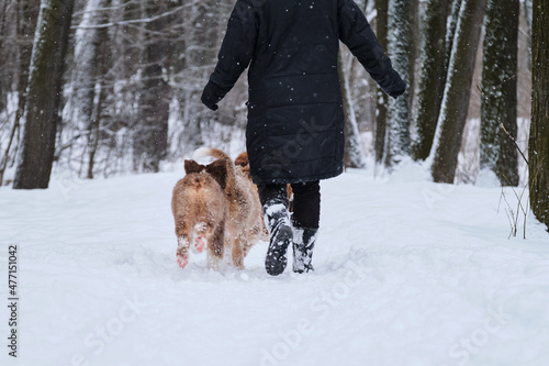 Fototapeta Naklejka Na Ścianę i Meble -  Two brothers of Australian Shepherd puppy red Merle and tricolor are having fun in winter park. Aussie puppies run through snow with their human owner. Shepherd kennel on walk. Rear view.