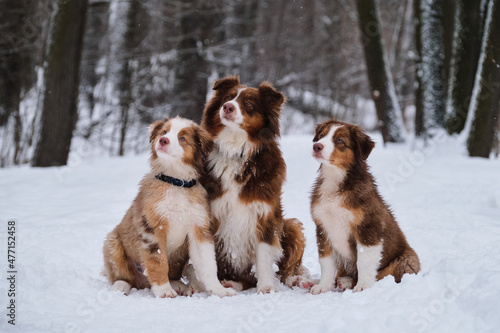 Charming Australian Shepherds on walk adult and children. They look away and wait for treat. Two aussie puppies red merle and tricolor and their mother dog sit side by side in snow in winter park.