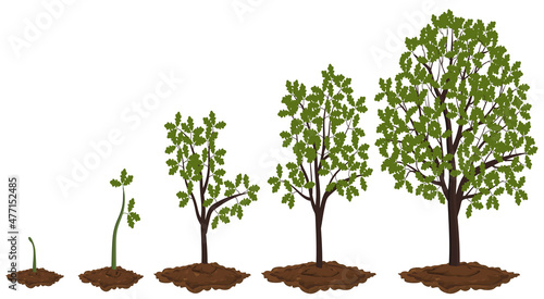 Five stages of growing oak.