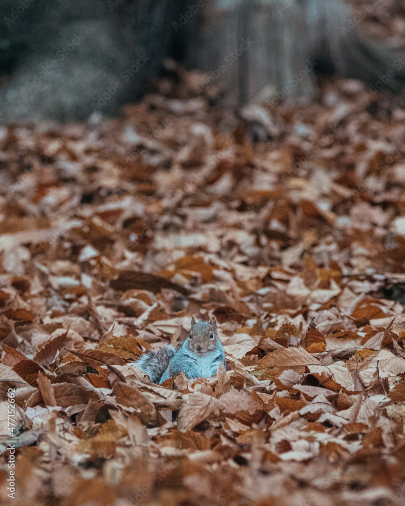 Squirrel in the leaves