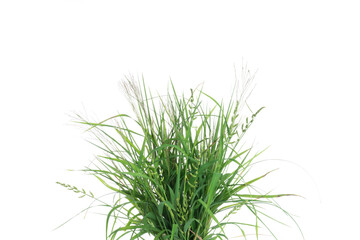 green grass nature isolated on white background
