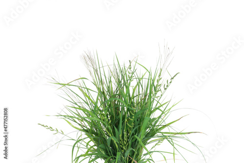 Wallpaper Mural green grass nature isolated on white background