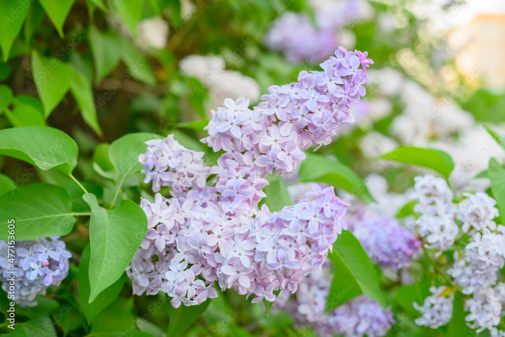 Blooming spring flowers. Beautiful flowering flowers of lilac tree. Spring concept. The branches of lilac on a tree in a garden. Blooming spring flowers. Beautiful flowering flowers of lilac tree. Spring concept. The branches of lilac on a tree in a garden.