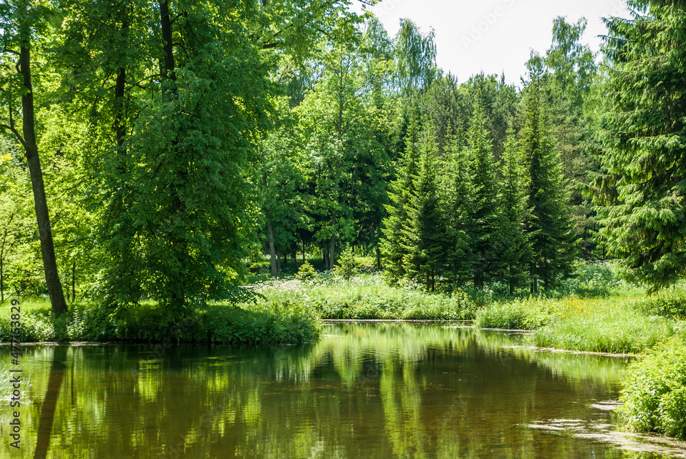 A body of water in a green forest. Summer landscape on a sunny day. A body of water in a green forest. Summer landscape on a sunny day.