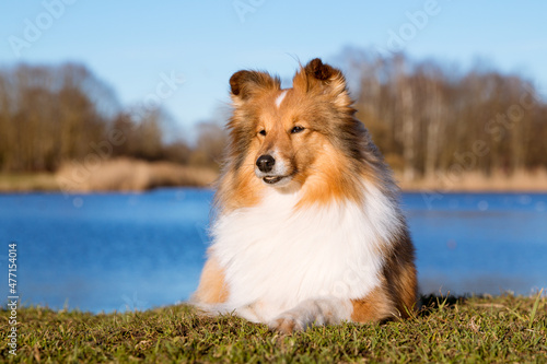 Stunning nice fluffy sable white shetland sheepdog, sheltie early spring outside portrait on the lake coast. Small lassie, little collie dog lies outdoors with background of blue lake water and sky 