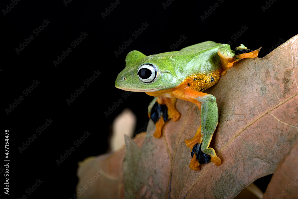 Obraz premium Green flying tree frog on the leaf