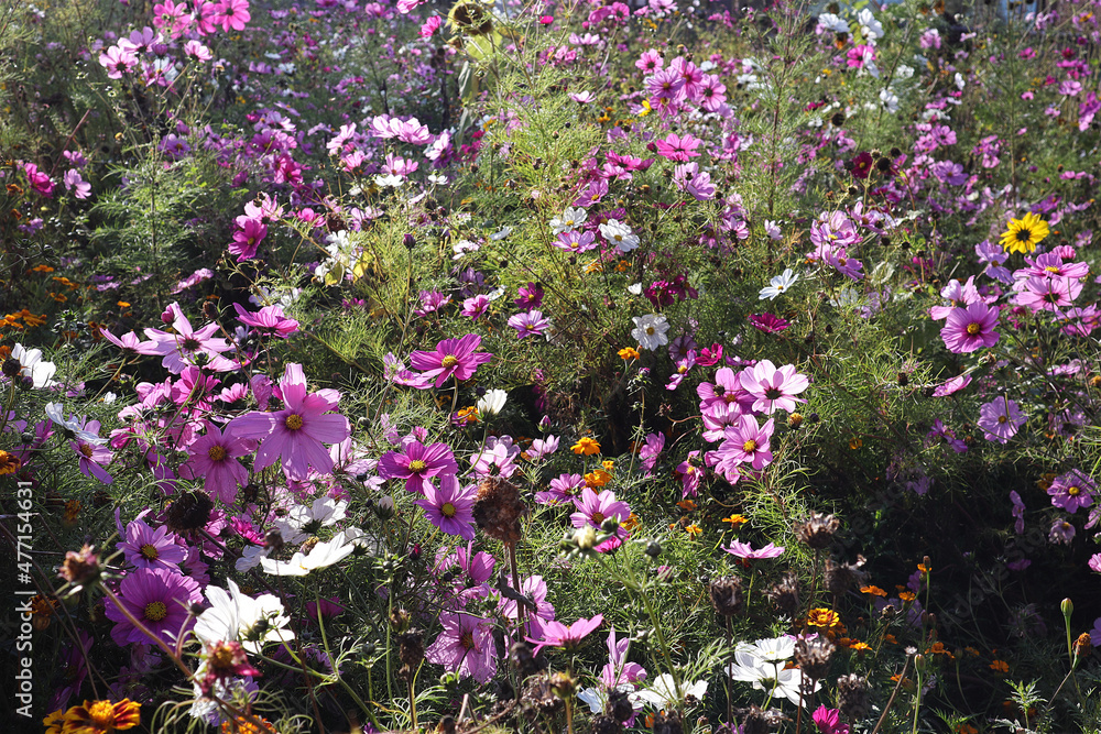 Fototapeta premium Malve, Blüten, Blumen, Blumenbeet, Garten, Frühling