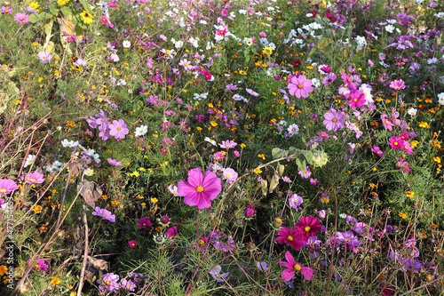 Malve, Blüten, Blumen, Blumenbeet, Garten, Frühling