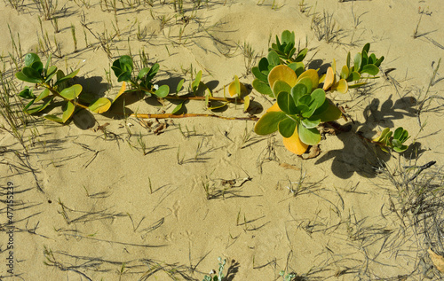 Gullfeed or beach berry is a succulent which grows on coastal dunes in the tropics and subtropics photo