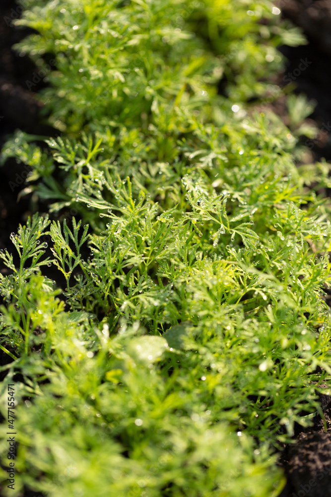 Young shoots of dill and parsley Young shoots of dill and parsley
