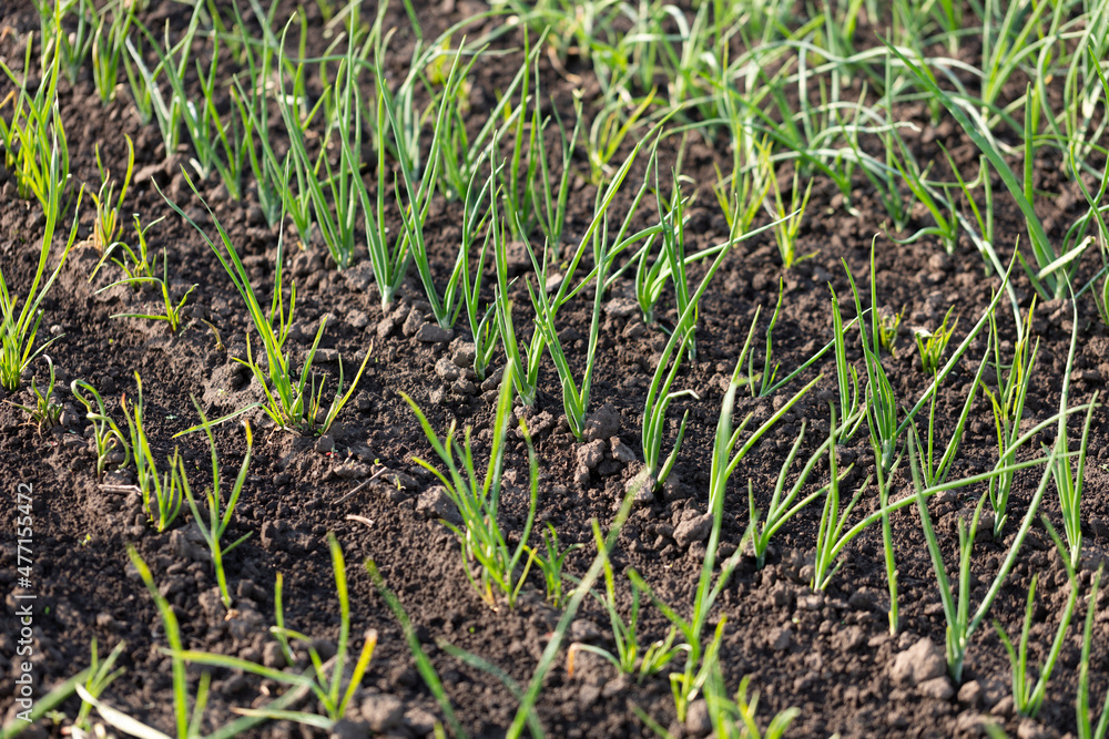 Green onion sprouts Green onion sprouts