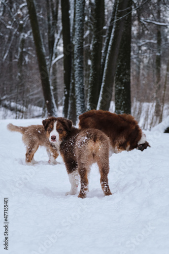 Fototapeta Naklejka Na Ścianę i Meble -  Puppy of Australian Shepherd red tricolor with cropped tail stands with back turned and looks carefully. Aussie puppies and adult dog walk in snow in winter park.