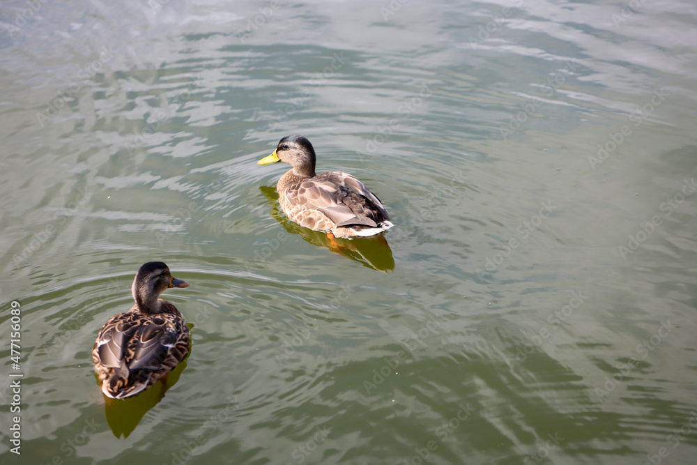 Stockenten in einem Teich. Die Stockente ist eine Vogelart und gehört zu den Entenvögeln.
Stockenten in einem Teich. Die Stockente ist eine Vogelart und gehört zu den Entenvögeln.