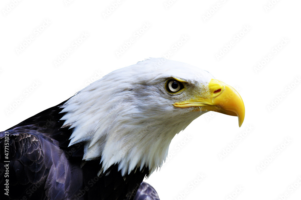 Obraz premium American Bald Eagle close up isolated on white background