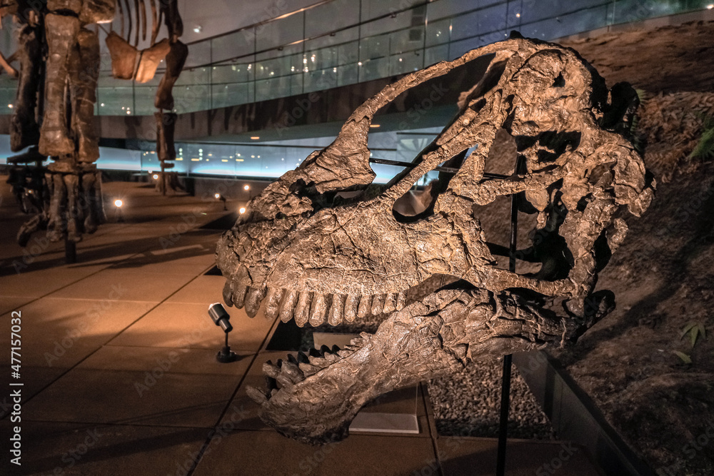 Fukui Japan February 22 2016 Fossil Of Brachiosaurus Skull At Fukui Fukui Japan February 22 2016 Fossil Of Brachiosaurus Skull At Fukui