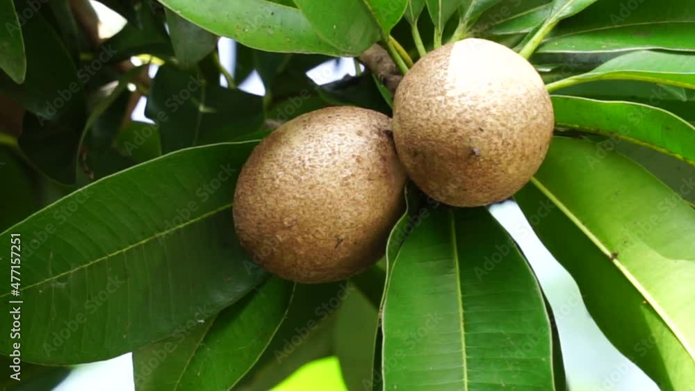 Sapodilla fruit (Also called Manilkara zapota, sapota, chikoo, naseberry, sawo, nispero). The name Sapodilla fruit (Also called Manilkara zapota, sapota, chikoo, naseberry, sawo, nispero). The name