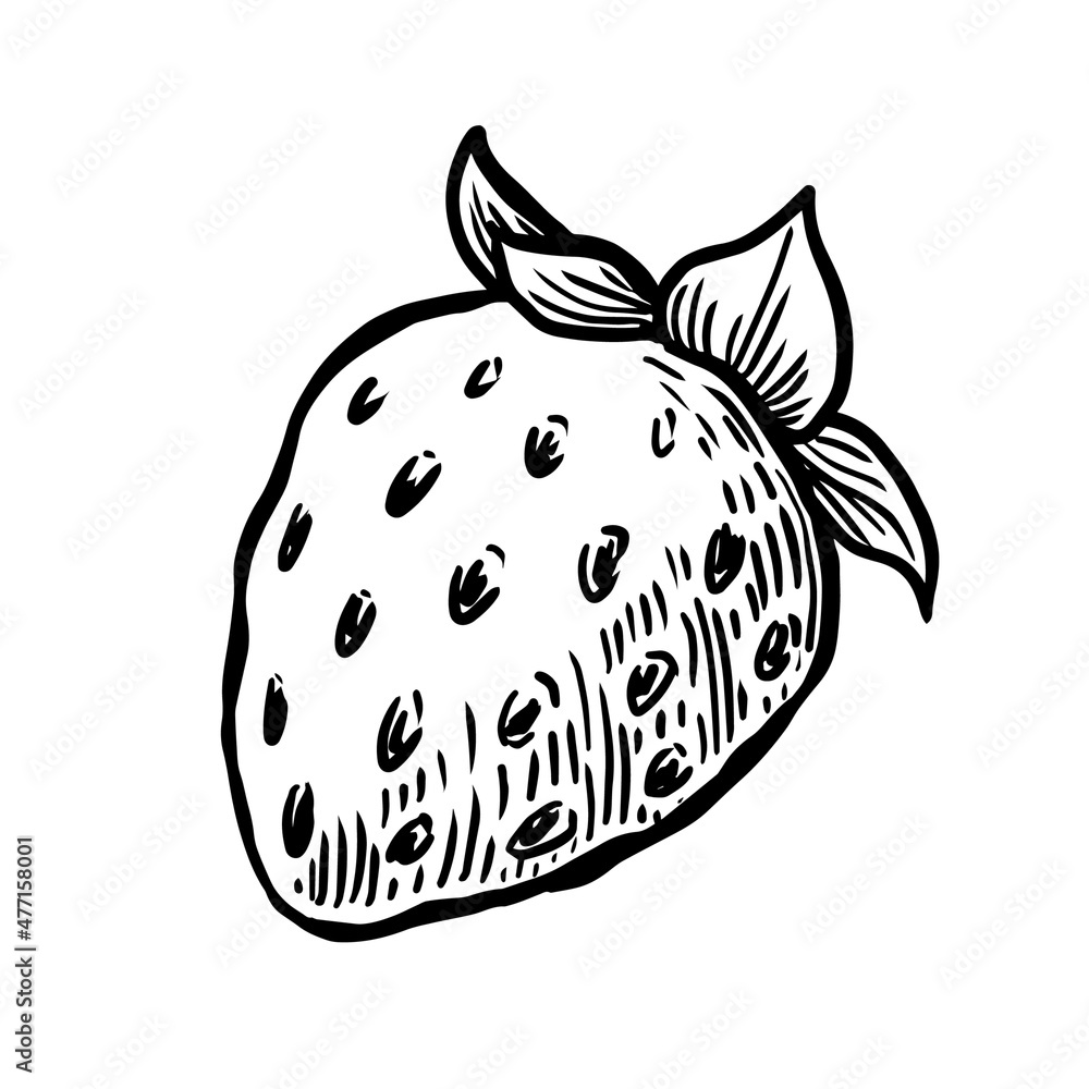 Hand drawn strawberry vector illustration isolated on white background Hand drawn strawberry vector illustration isolated on white background