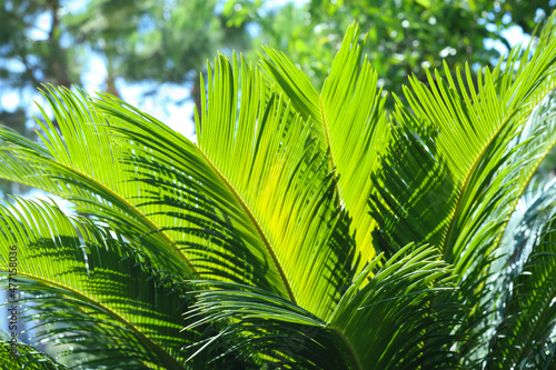 Green tropical leaves texture close up background. Green leaves. Fresh palm leaves. Palm tree background. Beautiful natural plant with bright green colours. Palm branch .Tropical plant. Exotic travel