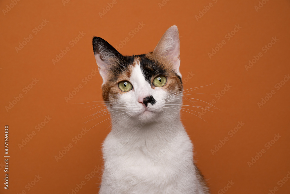 beautiful white tricolor tortoiseshell cat portrait looking at camera on orange background