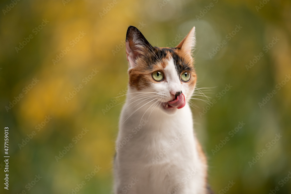 hungry calico white cat licking lips looking to the side on natural autumn color background with copy space hungry calico white cat licking lips looking to the side on natural autumn color background with copy space