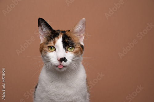 cute white calico cat sticking out tongue looking at camera on brown background with copy space photo