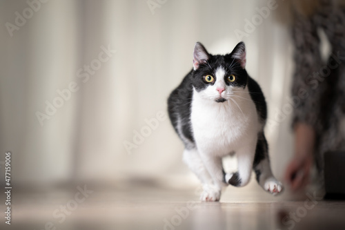 playful black and white cat running indoors at high speed with copy space