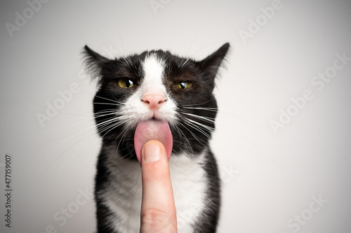 black and white tuxedo cat licking finger of human hand looking at camera on white background photo