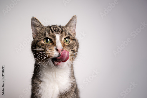 tabby white cat with mouth open  licking lips looking hungry on white background © FurryFritz