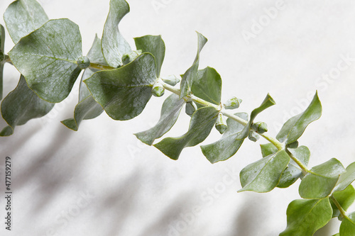 Close-up of eucalyptus leaves on white background photo
