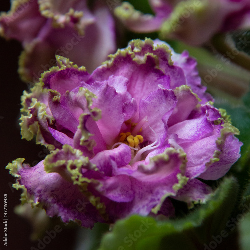 Blooming pink violet flowers