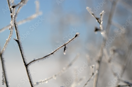 snow covered branches © pixeltrap