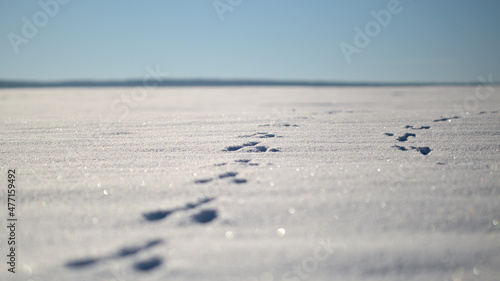 footprints in the winter